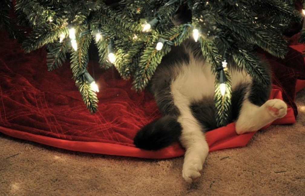 Отпугиватель_котов_от_ёлки_фотка_в_конец.jpg
